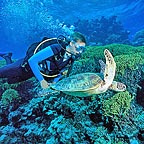 BEAUTIFUL GREEN TURTLE