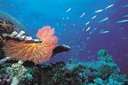 REEF