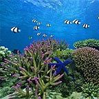 FUN DIVE AFTER CERTIFICATION
