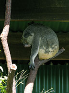 CUDDLE A KOALA