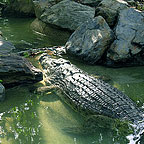 VIEW SALTWATER CROCS UP CLOSE