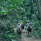 SPECTACULAR RAINFOREST AND LOGGING TRACKS