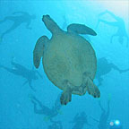 BEAUTIFUL GREEN TURTLE