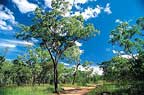 AUSTRALIAN OUTBACK