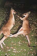 BOXING KANGAROOS