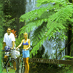 AMAZING JUNGLE TREES