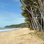 PALM FRINGED