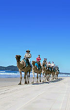 CAMEL COMPANY