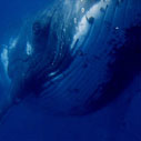 See Whales Up Close!