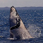 Hump Back Whale