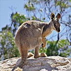 NATIVE ROCK WALLABY