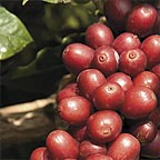 COFFEE PLANTATION