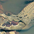 HARTLEY'S CROC PARK