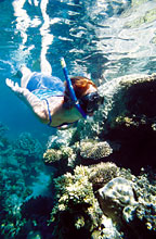 Snorkelling equipment for hire