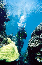 Scuba diving available