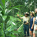 GUIDED RAINFOREST WALK