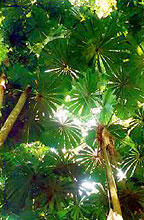 FAN PALM GALLERY