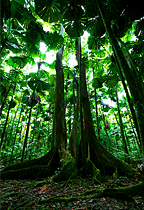 ANCIENT RAINFORESTS