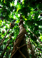 STRANGLER FIG