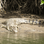 SALTWATER CROCODILE