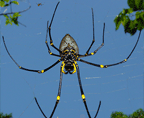 GOLDEN ORB SPIDER
