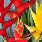 COMPLIMENTARY WINE AND EXOTIC FLOWERS