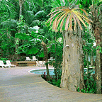 LARGE MELALEUCA TREES SURROUND THE POOL