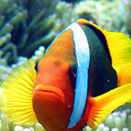SNORKEL