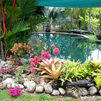TROPICAL LANDSCAPING