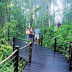 RAINFOREST BOARDWALK
