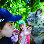 CUDDLE A KOALA
