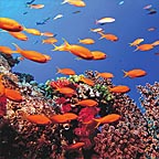 CORAL REEF AROUND LOW ISLES