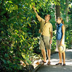 BOARDWALKS
