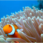 SEE THE GREAT BARRIER REEF UP CLOSE