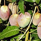 TROPICAL FRUIT