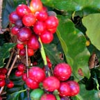 NQ GOLD COFFEE