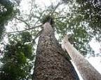 TWIN KAURI PINES