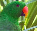 RAINFOREST HABITAT