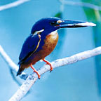 ARRAY OF WILDLIFE