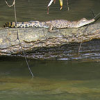 SPOT THE CROC