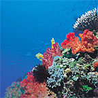CORAL GARDENS