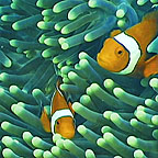 CLOWN FISH