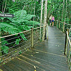 RAINFOREST WALKS