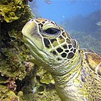 GREEN SEA TURTLE