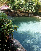 TROPICAL POOL