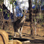 REAL AUSTRALIAN OUTBACK