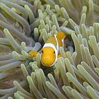 HALF DAY SNORKELLING