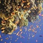 ABUNDANCE OF FISH!