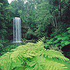 MILLAA MILLAA FALLS