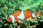CLOWN FISH